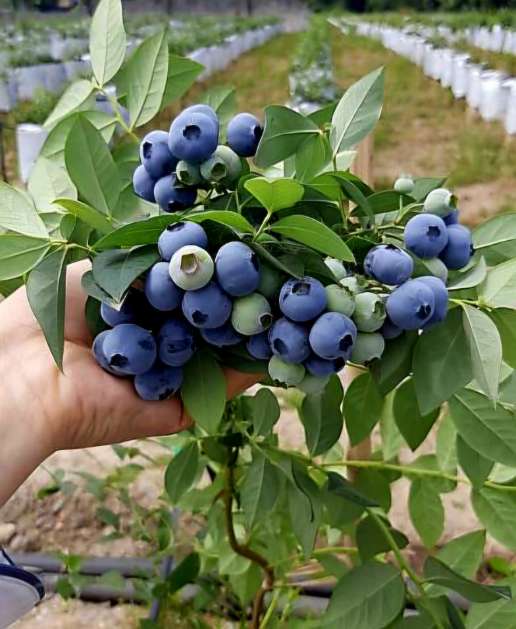 فروش عمده نهال بلوبری پیوندی + بستر کشت تخصصی