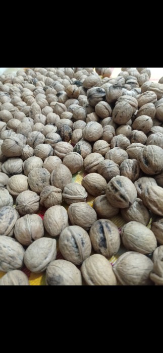 گردو روغنی و اعلا