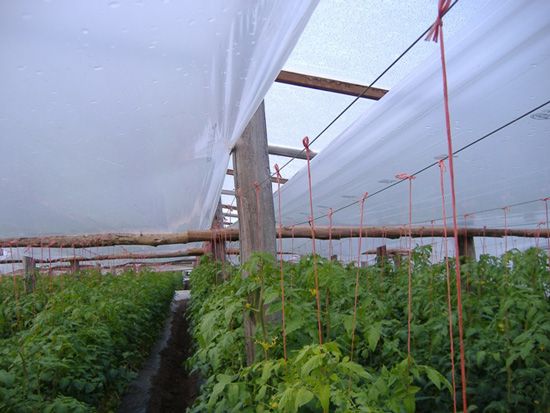 فروش ویژه پلاستیک دوپوش گلخانه + قیمت عمده و ارزان