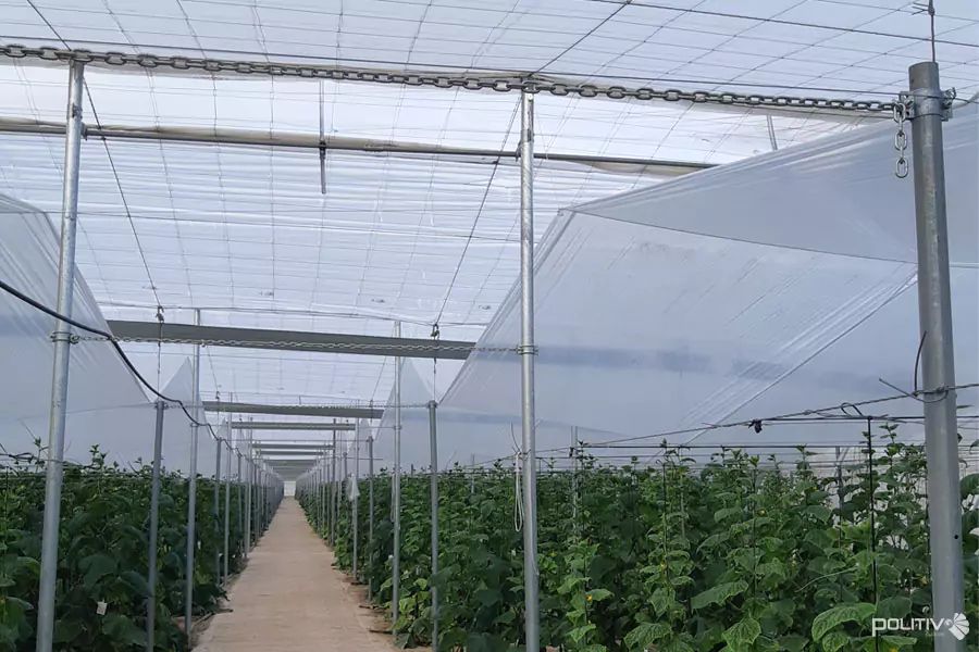 خرید عمده پلاستیک دوپوش گلخانه فروش به قیمت کارخانه