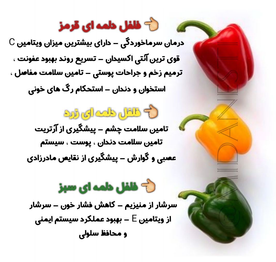فلفل دلمه ای رنگی درجه ۱ ویژه صادرات