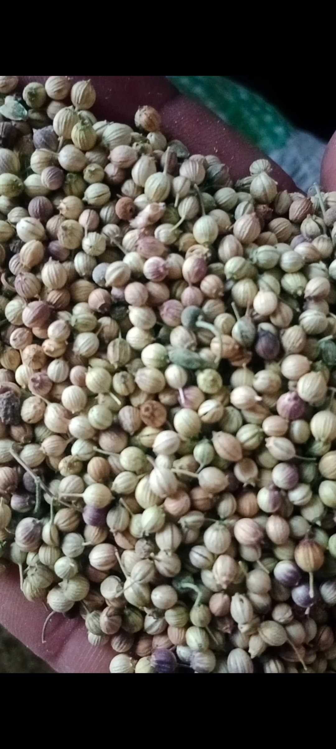 خرید بذر گشنیز آناهیتا برای مصارف دارویی