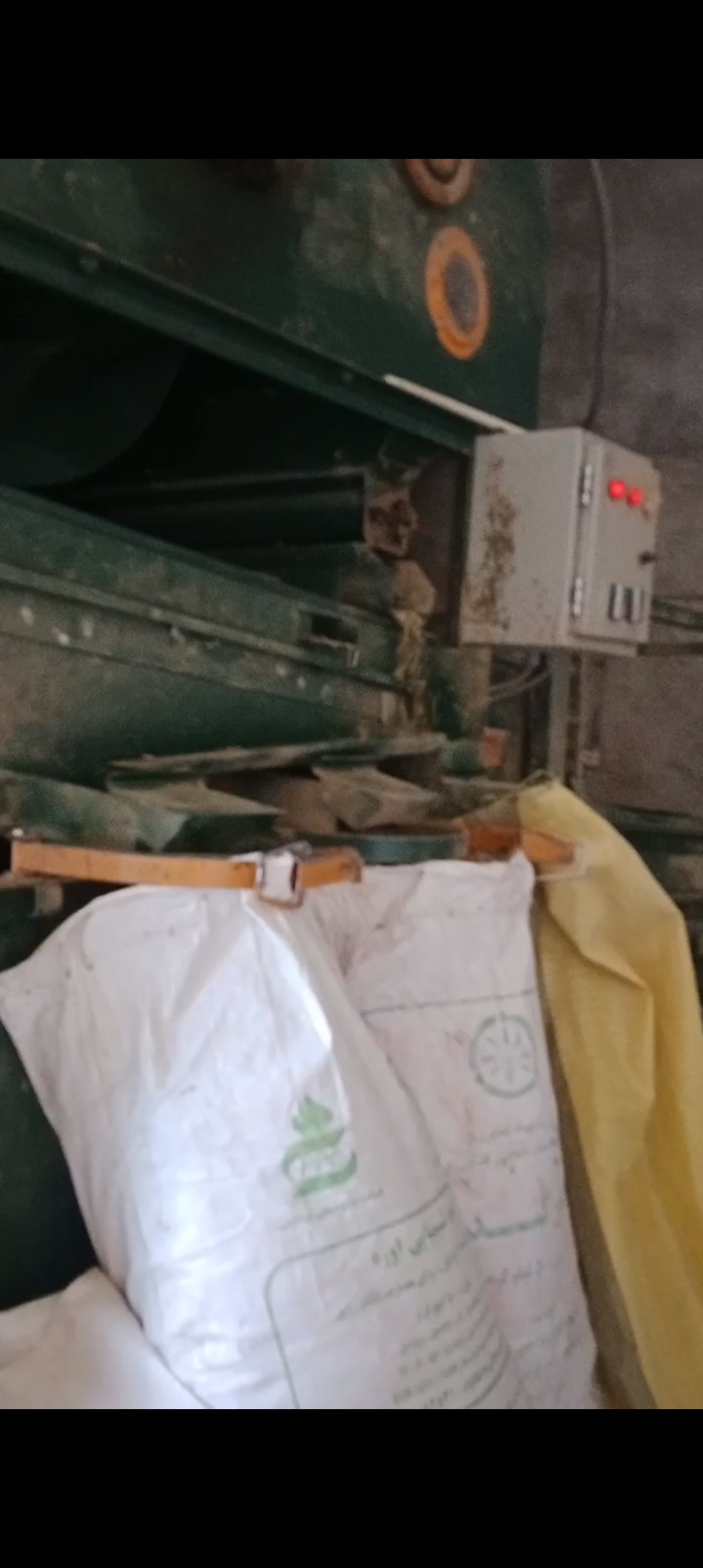 خرید بذر گشنیز عمده از کارخانه گشنیز