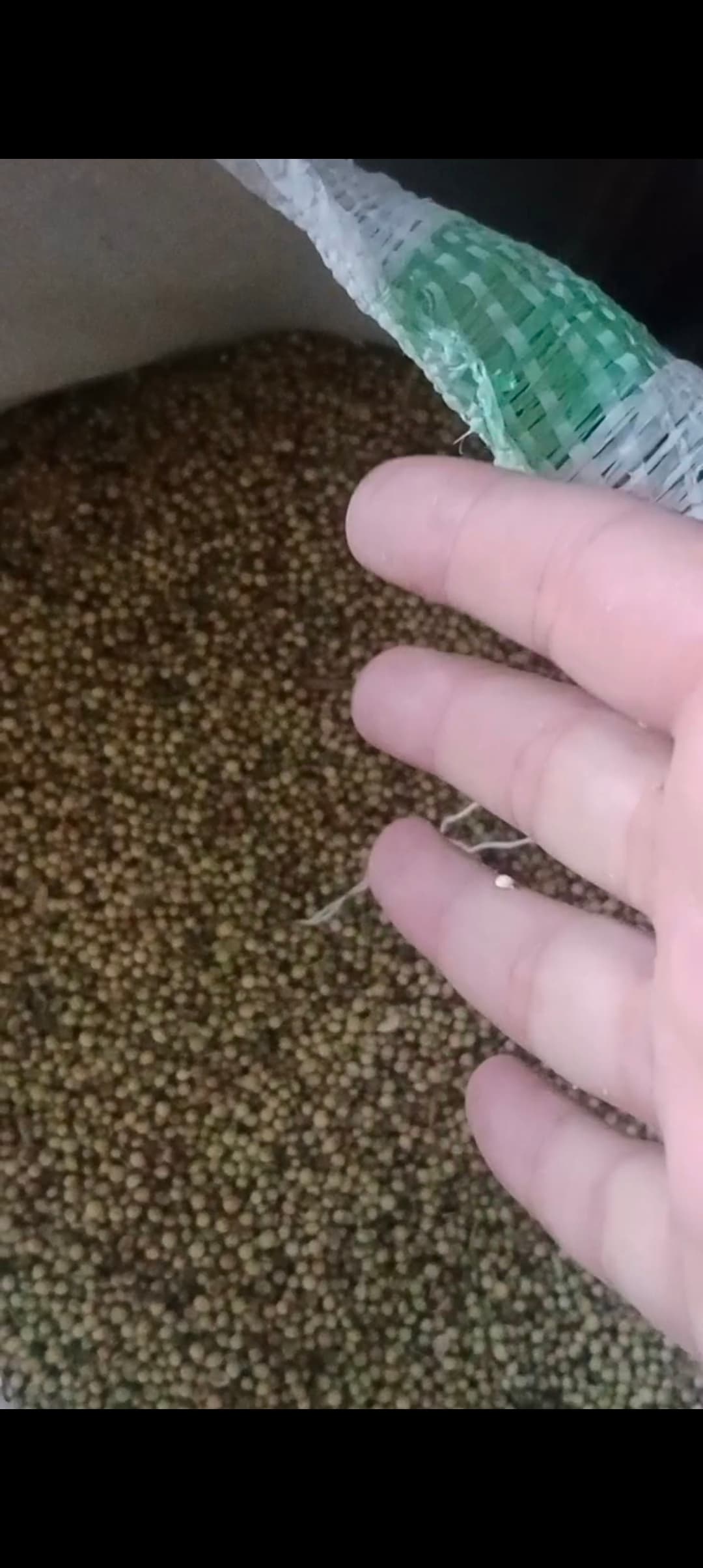 فروش گشنیز کرمانشاه برای صنایع غذایی داخلی