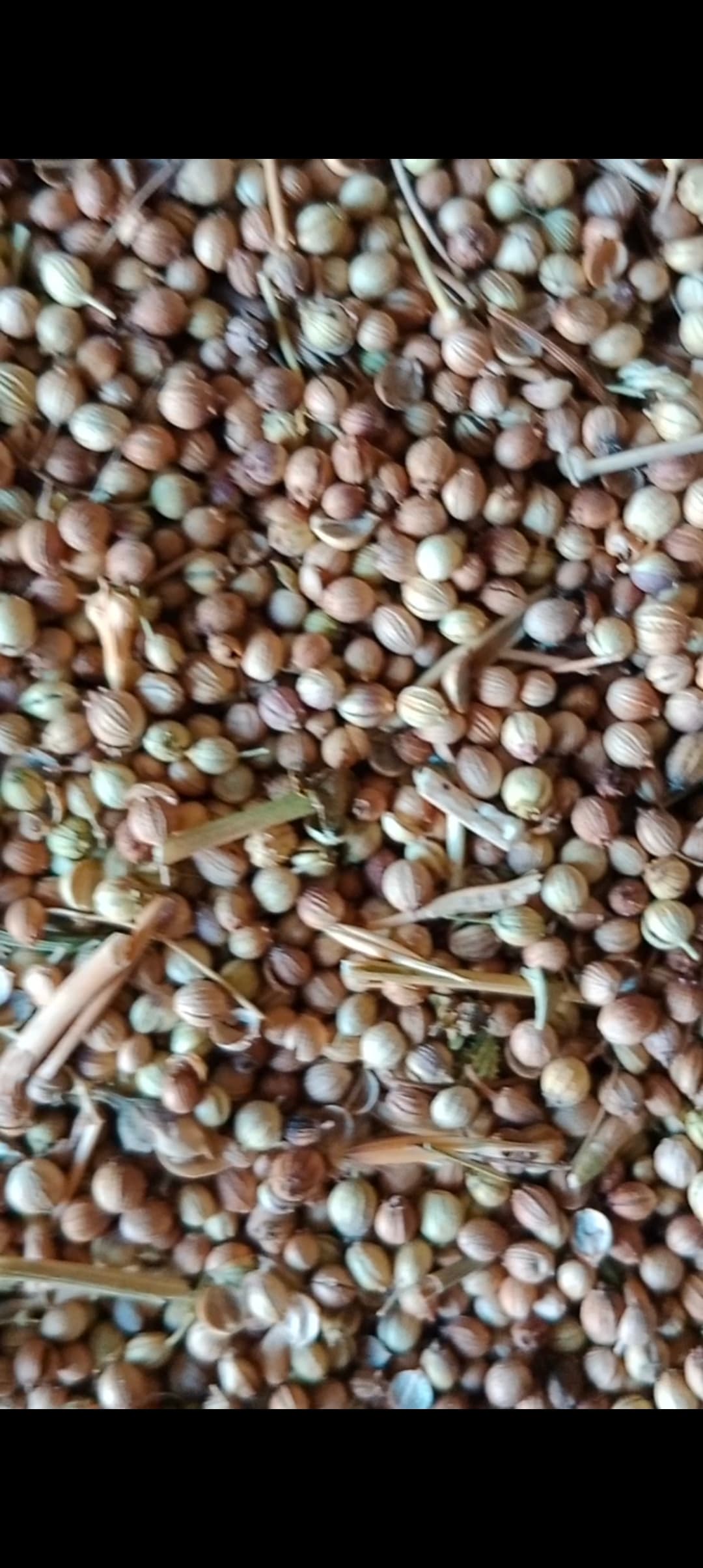 فروش بذر گشنیز کنگاور در بسته های ۲۵ کیلویی