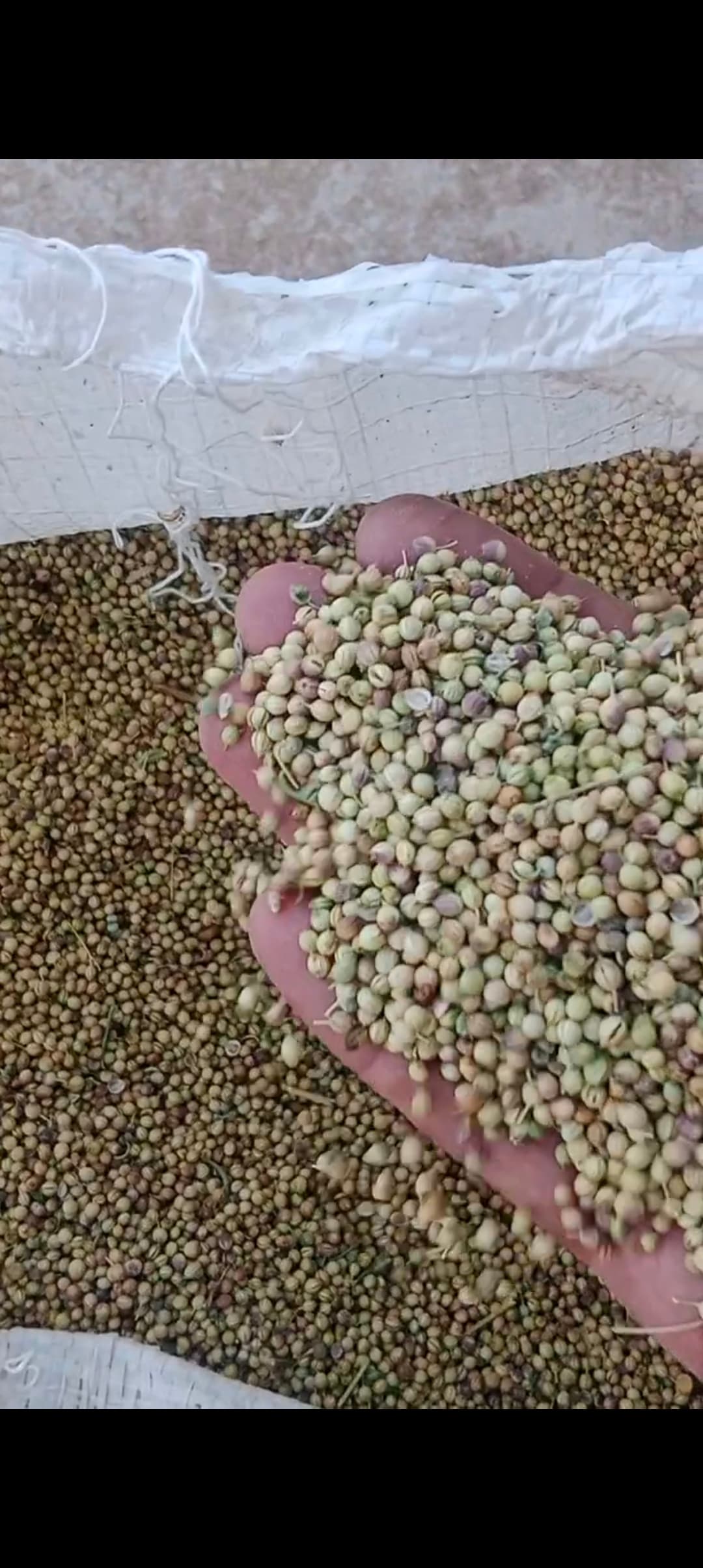 فروش گشنیز برداشته شده تازه از نهاوند