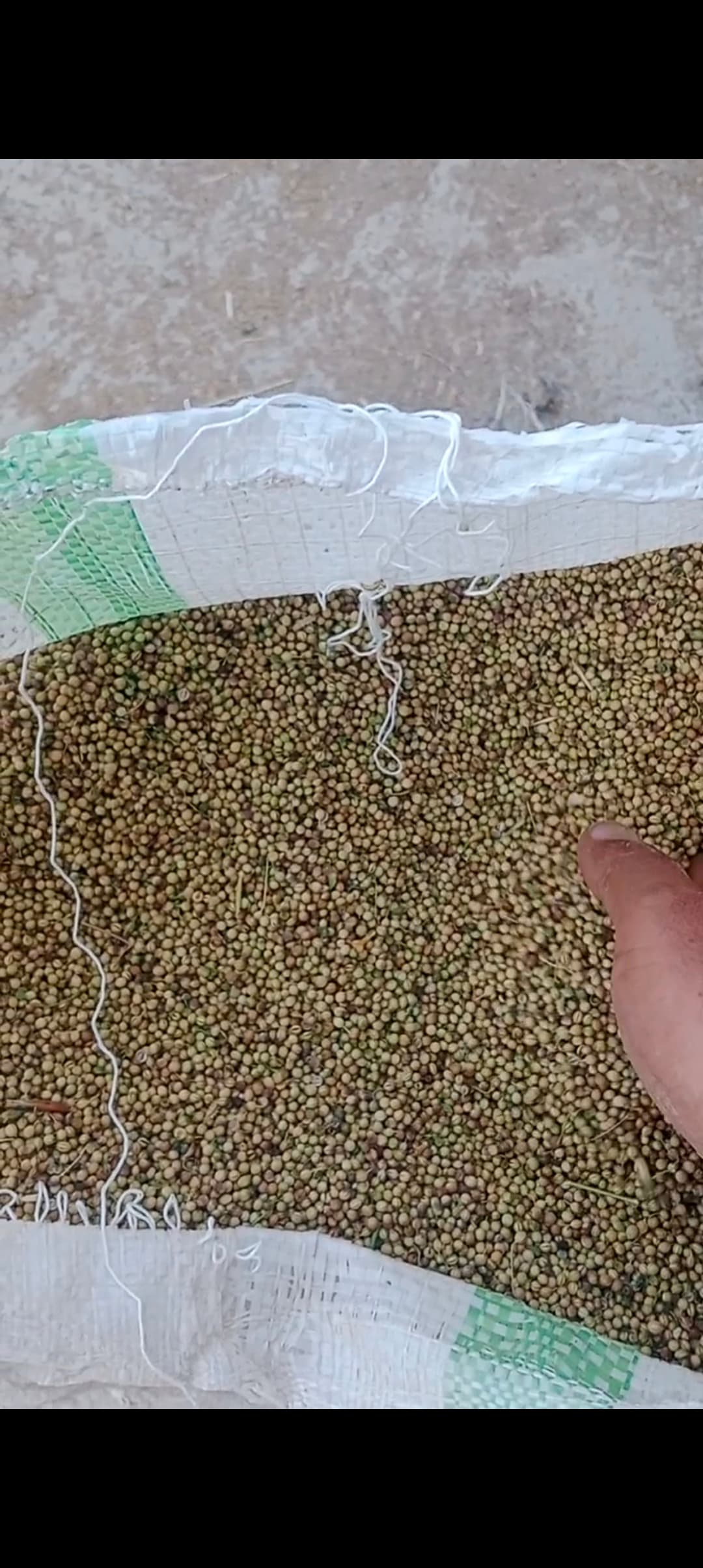 قیمت خرید بذر گشنیز کنگاور جهت سفارش