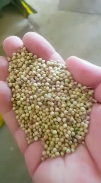 قیمت عرضه گشنیز به بخش دارویی ایران