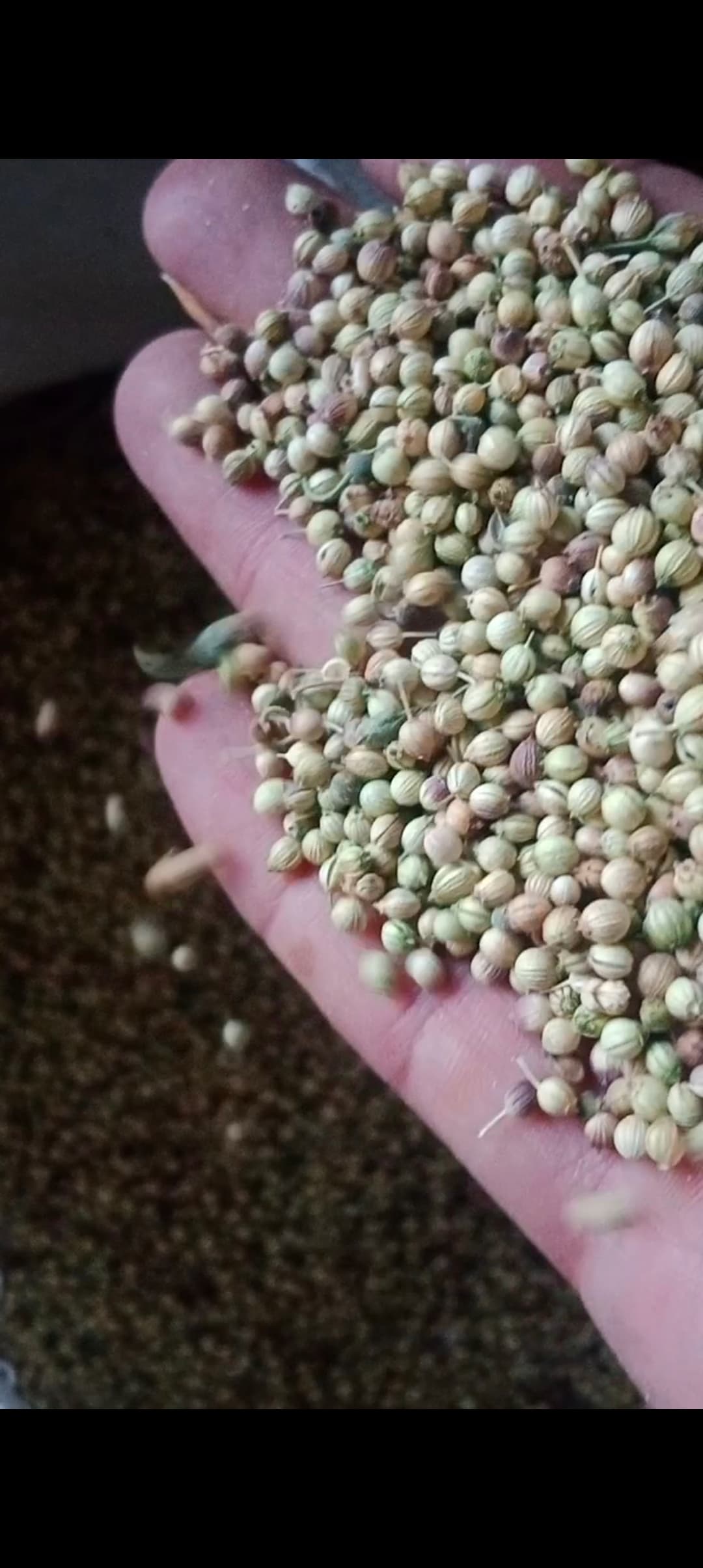 نرخ گشنیز آناهیتا در بازار ایران