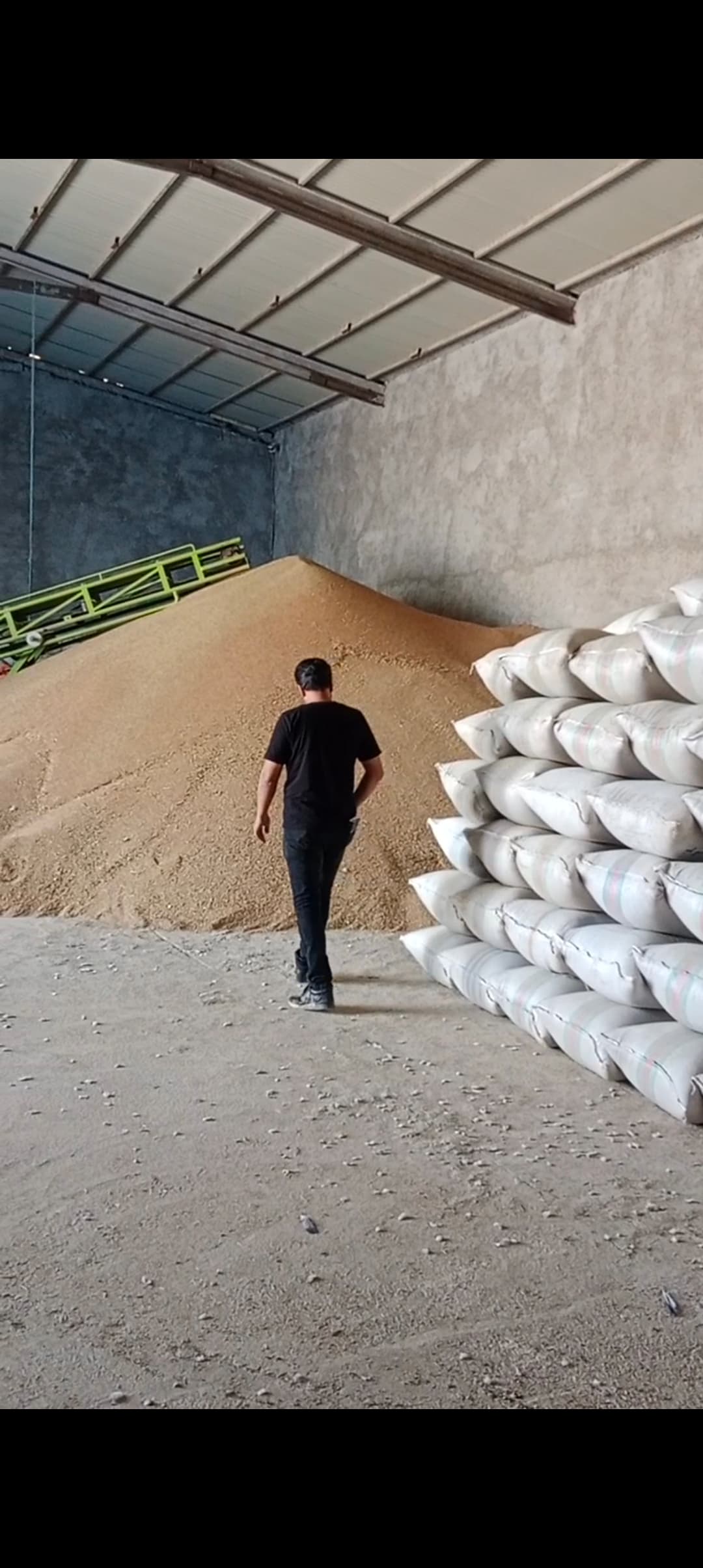 نرخ تخم گشنیز آناهیتا و کیفیت صادراتی