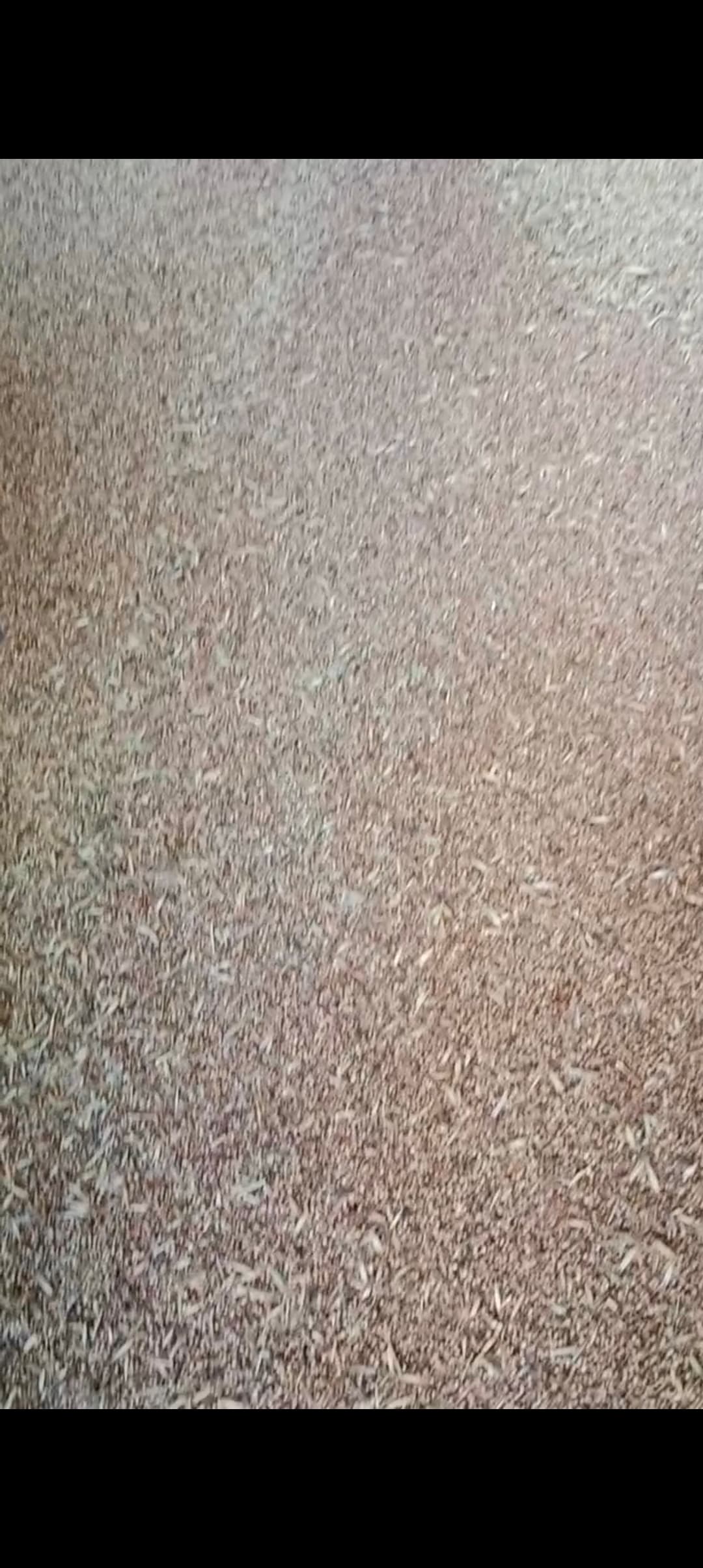 قیمت گشنیز کیفیت صادراتی