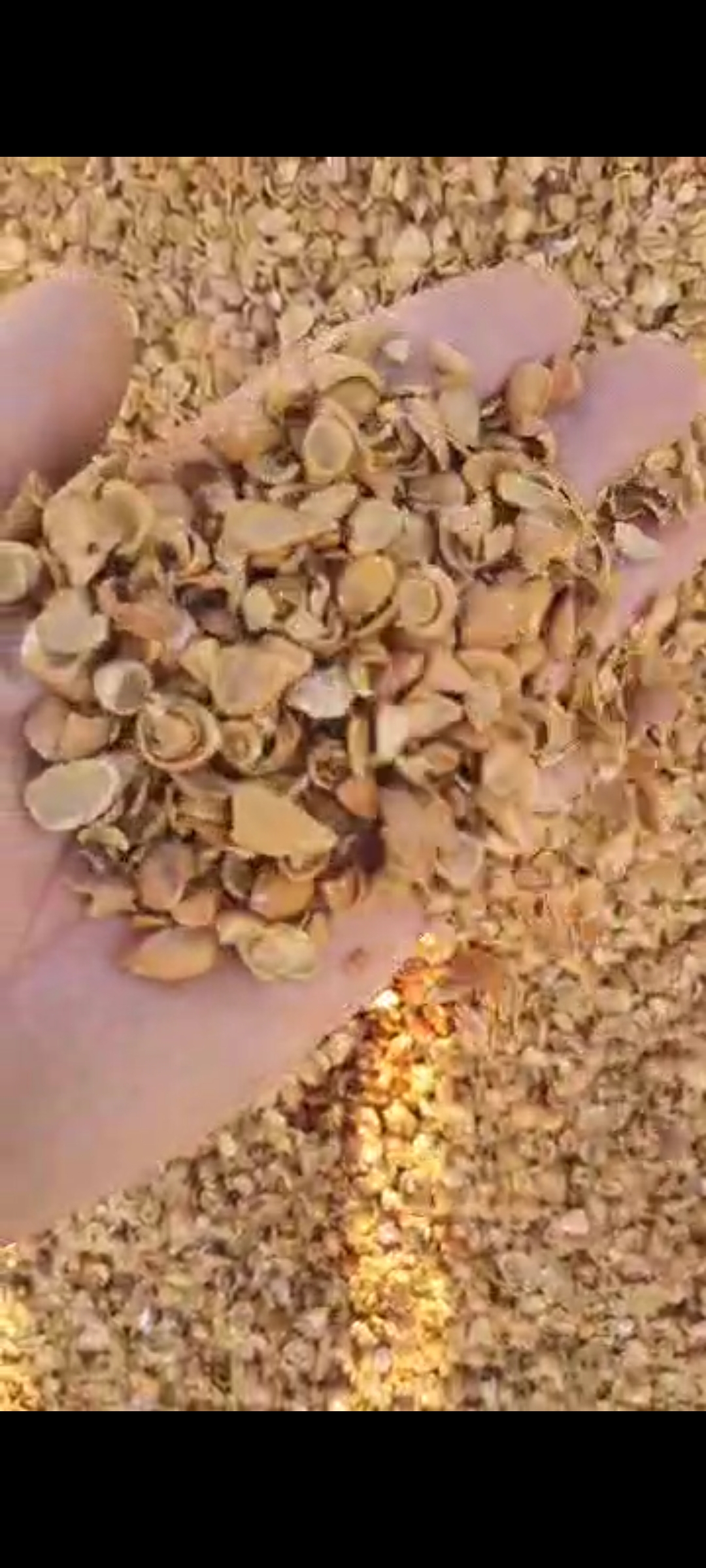 فروش پوست بادام خشک‌ شده برای تولید کود ارگانیک