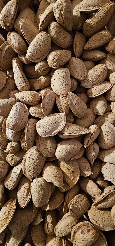 عرضه بادام با پوست سخت برای مصارف صنعتی و فرآوری