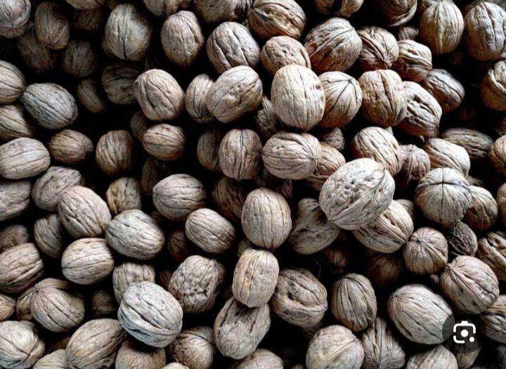 خرید عمده گردوی کاغذی آذرشهر از شکوفه تا برداشت + فروش عمده