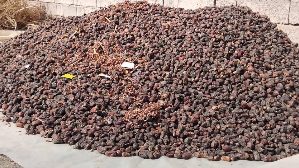 فروش خرما ضایعاتی کرمان