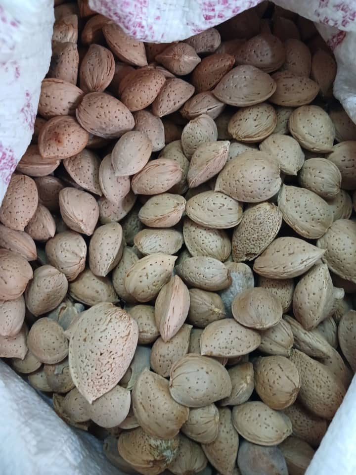 خرید بادام تلخ باغی با پوست + مخصوص مصارف دارویی