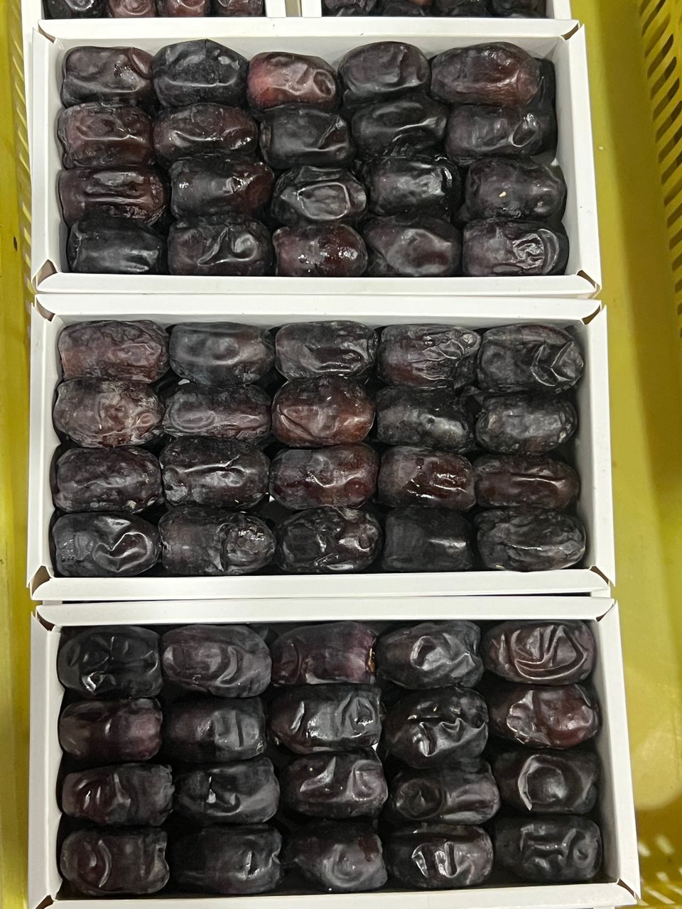 قیمت روز خرمای مضافتی باغ داران جیرفت + خرید بی واسطه