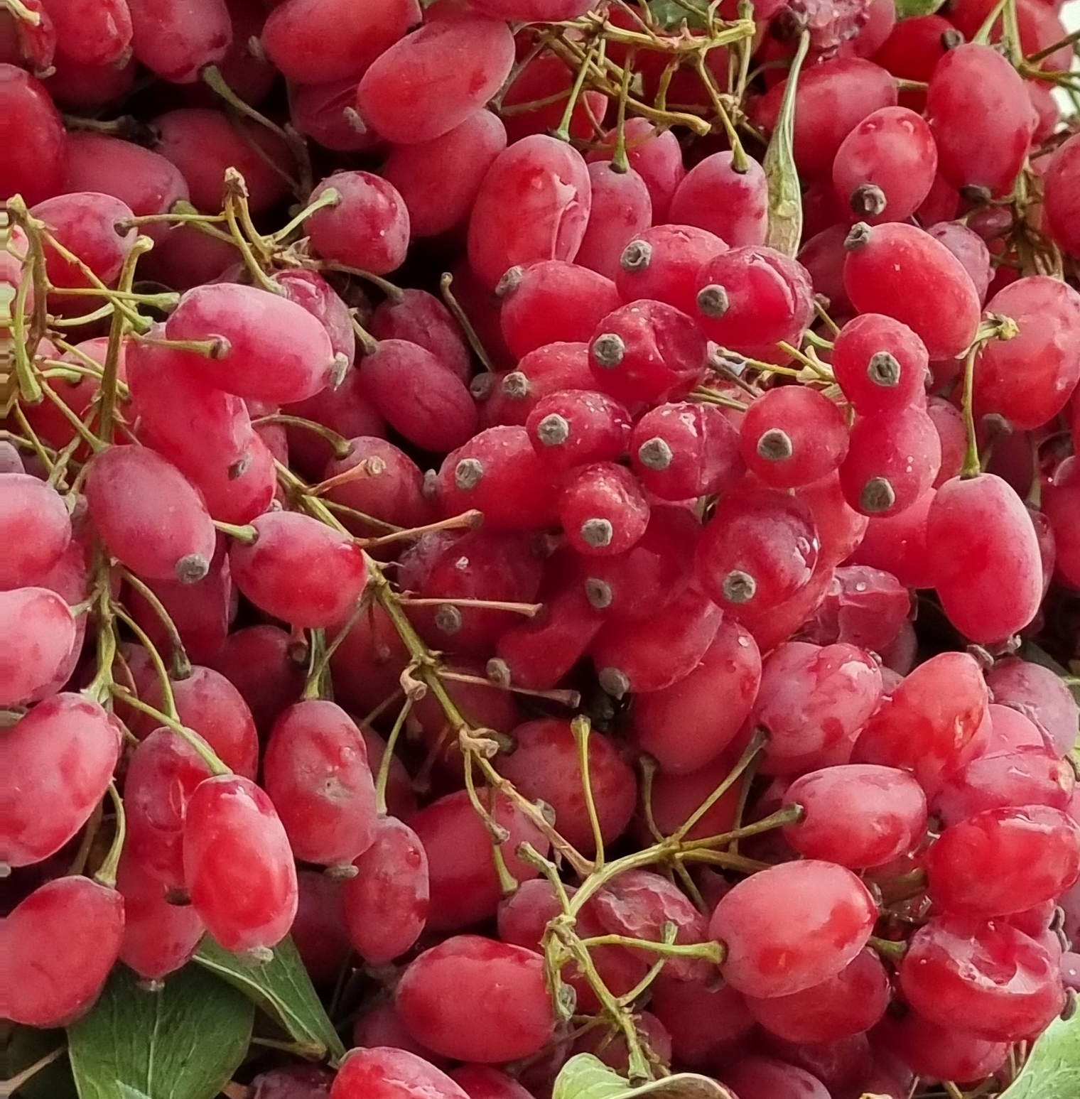 فروش ارزان ترین زرشک سال بیرجند