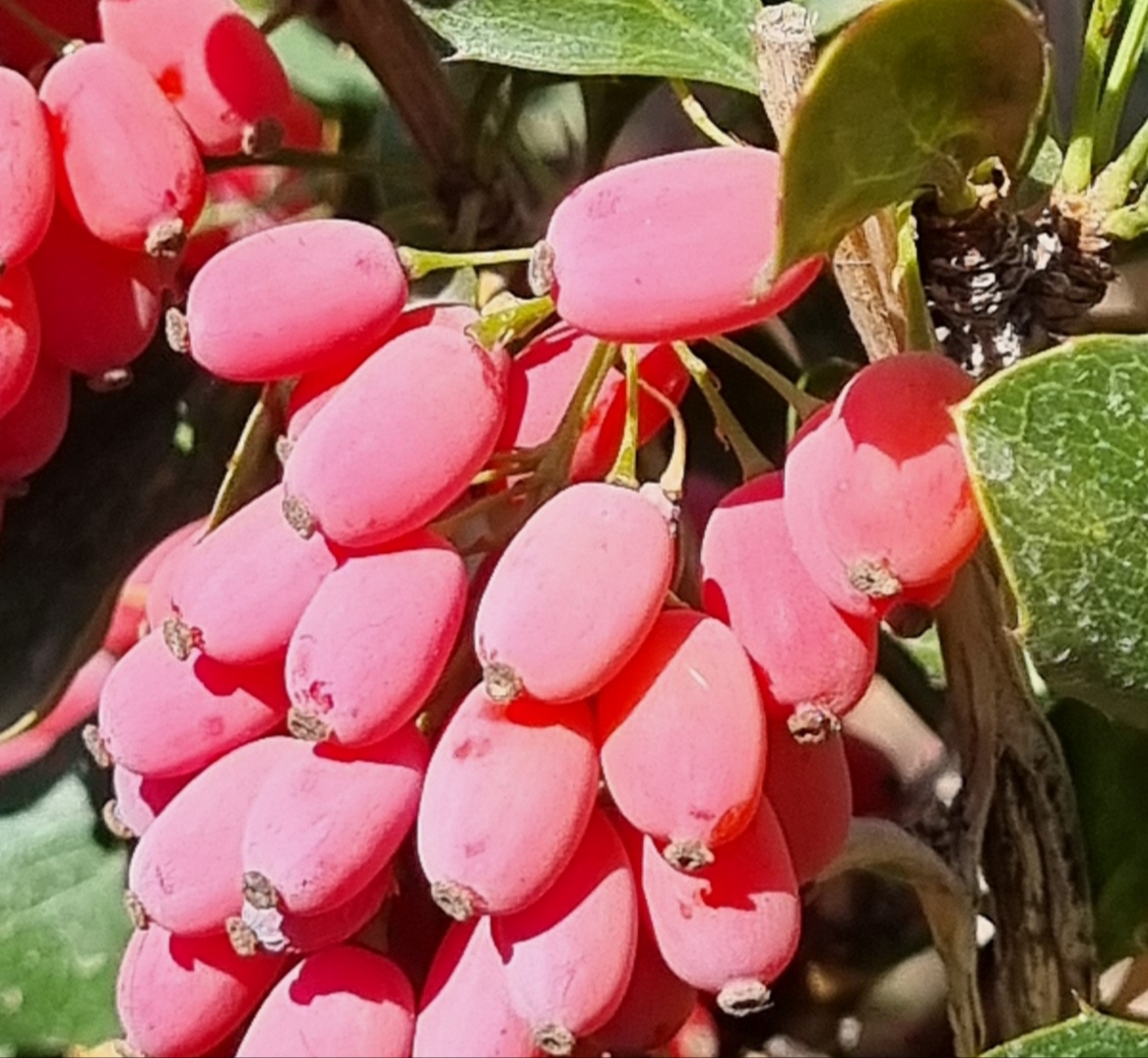 خرید به صرفه ترین زرشک پفکی خشک و تازه