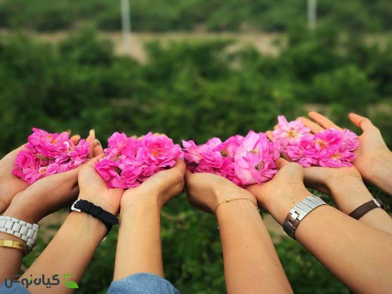 فروش مستقیم گلاب ارگانیک به صورت عمده با شرکت فولاد گل