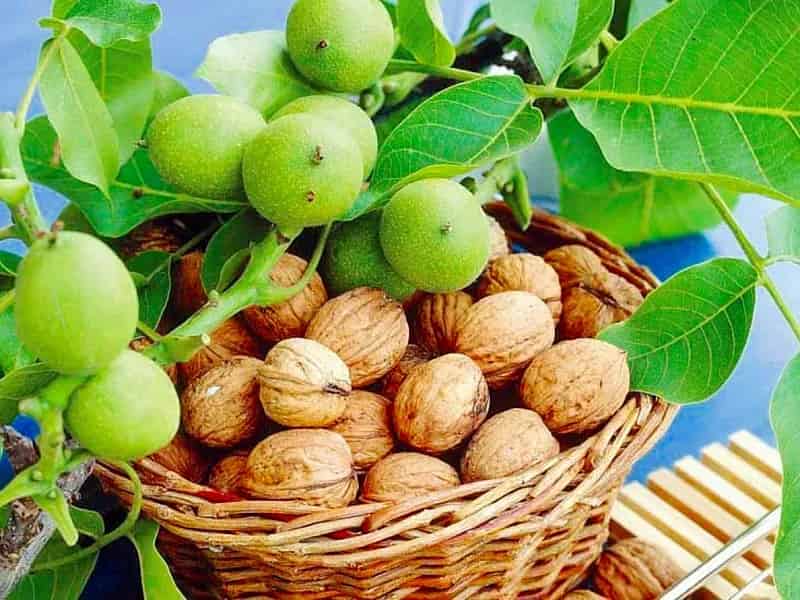 قیمت خرید گردو تازه + فروش ویژه