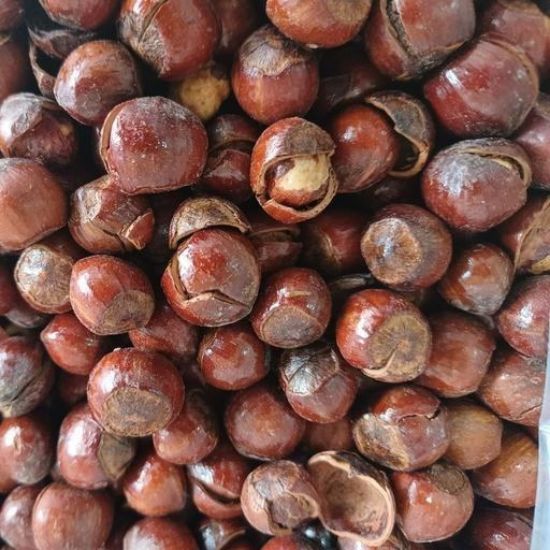 خرید و فروش فندق شور + فروش عمده