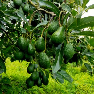 فروش عمده نهال آووکادو پیوندی + خرید تضمینی محصول مشاوره رایگان کشت