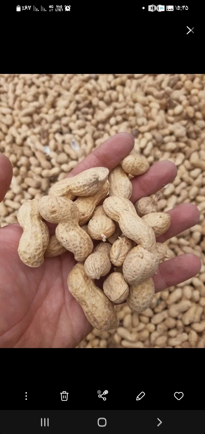 فروش بادام زمینی غلاف دار خشک خام + قیمت مناسب و به صرفه