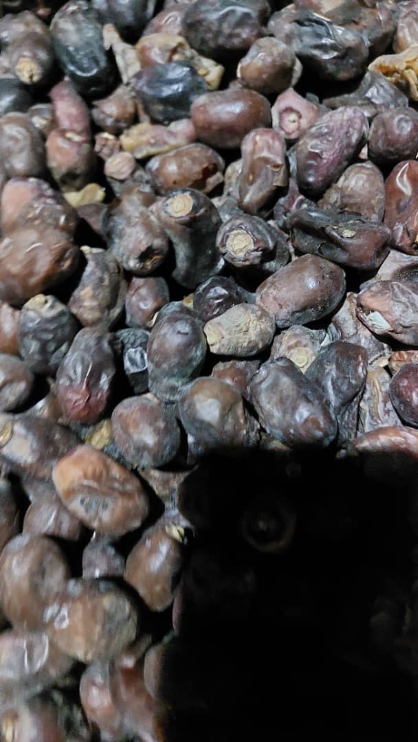 خرما ضایعات عنبر آباد