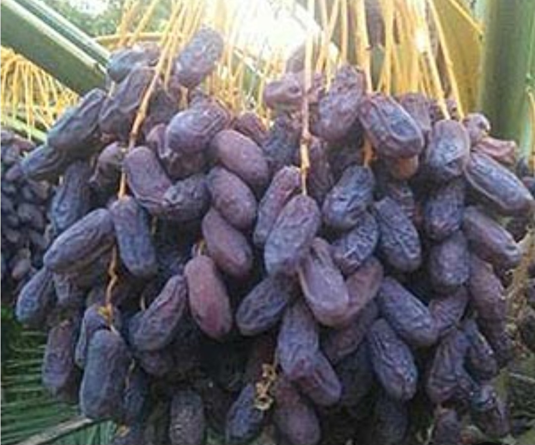 فروش عمده خرمای پیارم سیاه