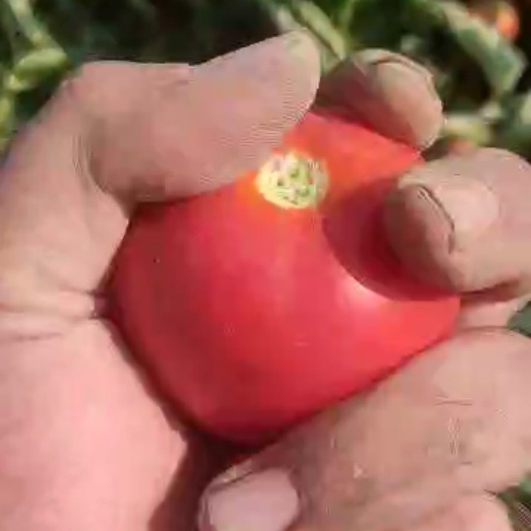 قیمت عمده رب اسپتیک تناژ بالا