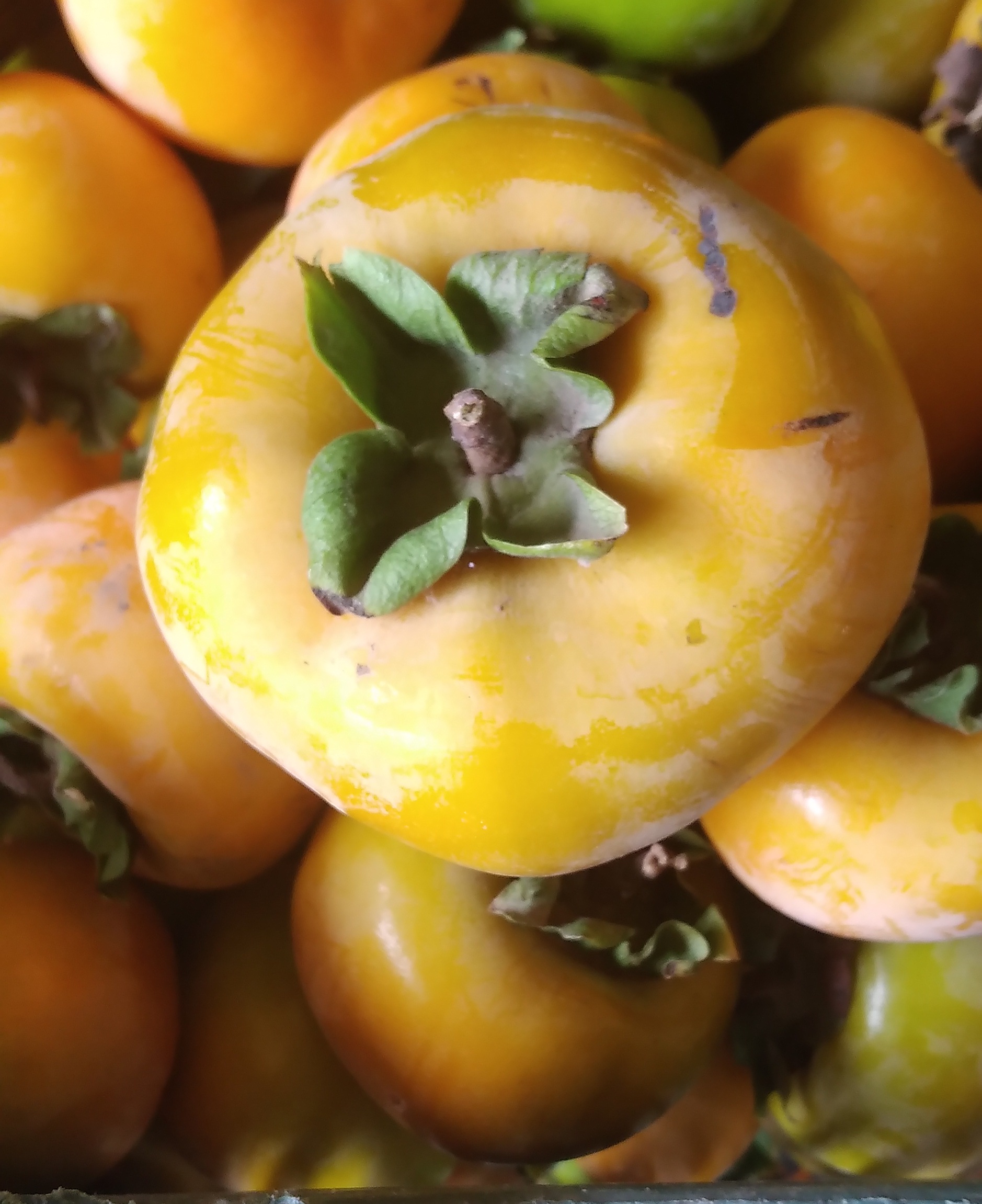 خرید خرمالو با قیمت ویژه مستقیم از باغدار