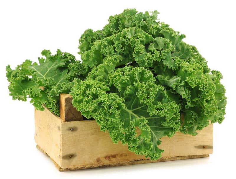 خرید کلم کالی + فروش صادراتی