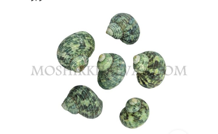 فروش انواع صدف حلزونی + بسته بندی