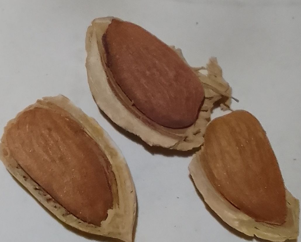 بادام سنگی مرغوب + خرید به صرفه