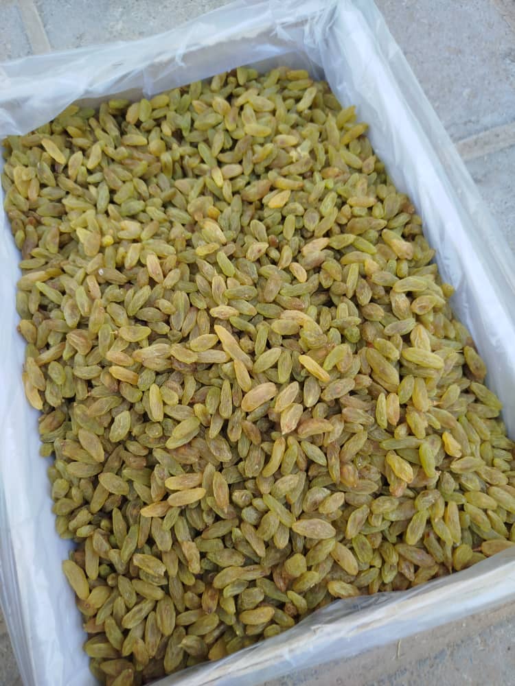 کشمش سبز قلمی کاشمر + خرید