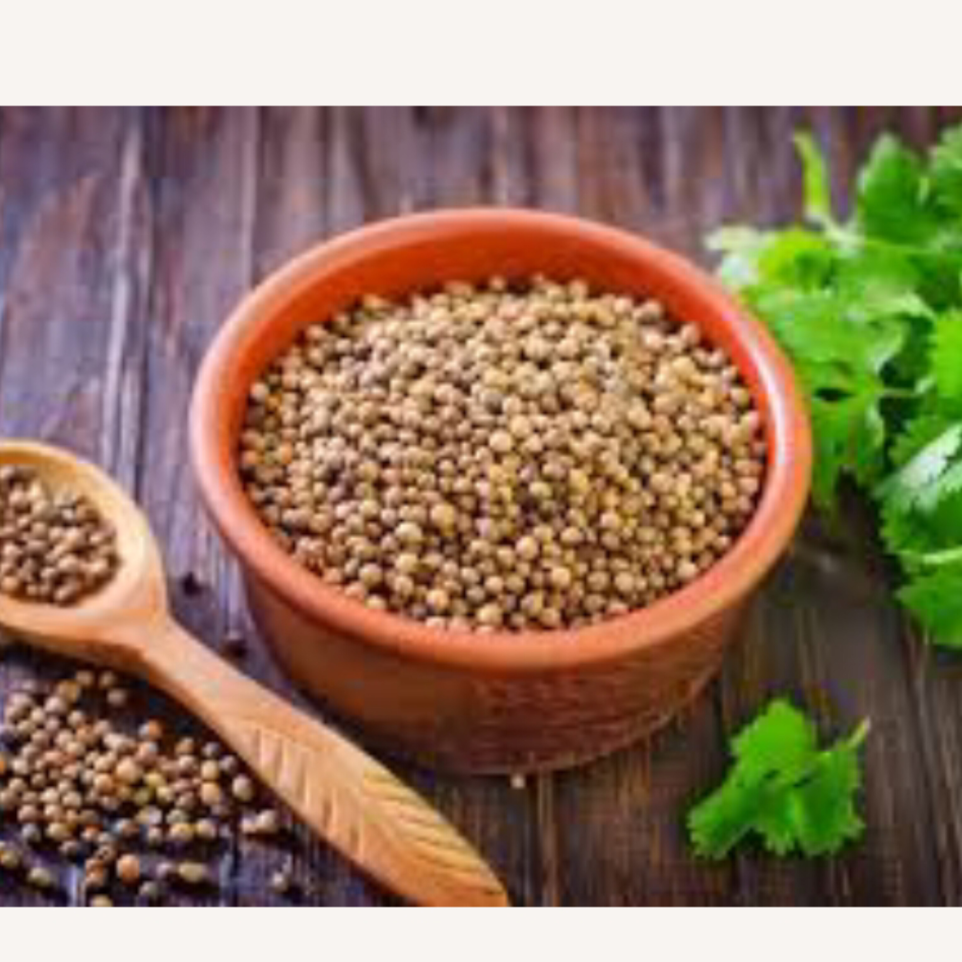 فروش ویژه اینترنتی تخم گشنیز + قیمت عادلانه