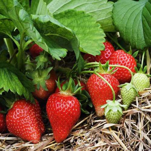 خرید نهال توت فرنگی + قیمت فروش استثنایی
