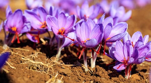 قیمت خرید زعفران صادراتی بسته بندی عمده به صرفه و ارزان