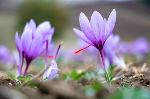 بهترین زعفران درجه یک عمده + قیمت خرید عالی