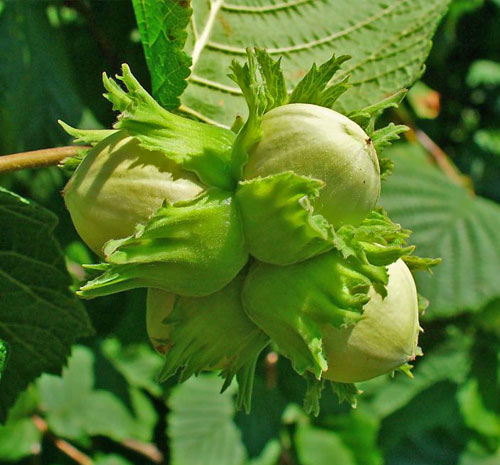 تصویر 1 از خرید نهال فندق + قیمت فروش استثنایی