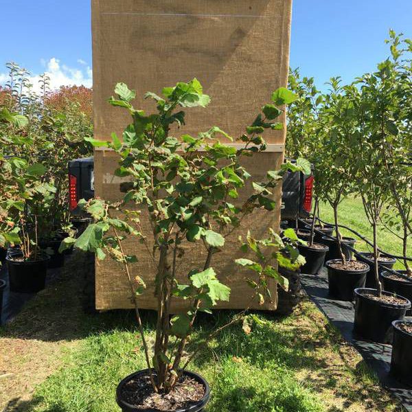 تصویر 3 از خرید نهال فندق + قیمت فروش استثنایی