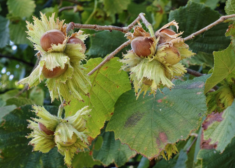 تصویر 4 از خرید نهال فندق + قیمت فروش استثنایی