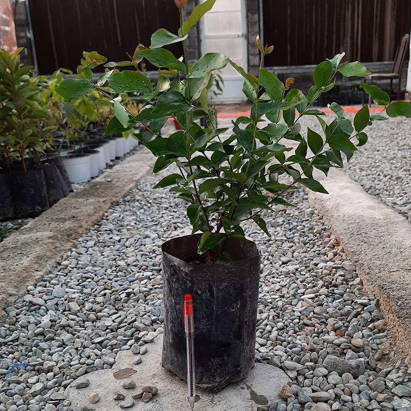 تصویر 1 از خرید و فروش نهال گیلاس + فروش عمده