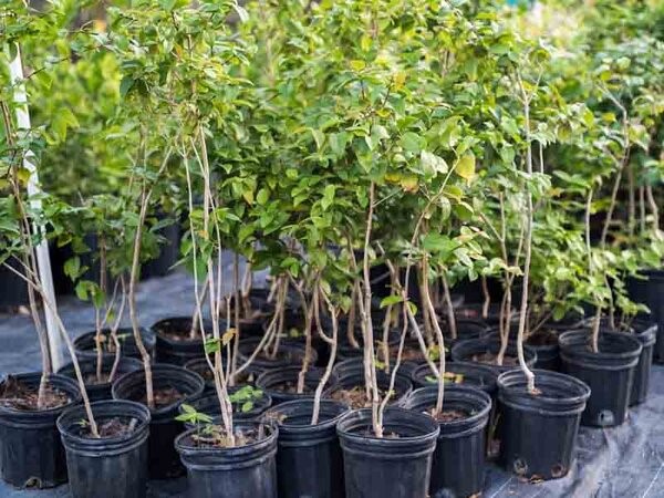 خرید و فروش نهال گیلاس + فروش عمده