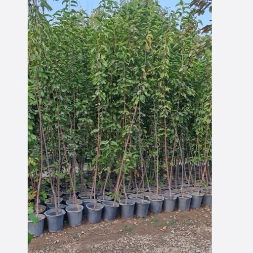 تصویر 2 از خرید و فروش نهال گیلاس + فروش عمده