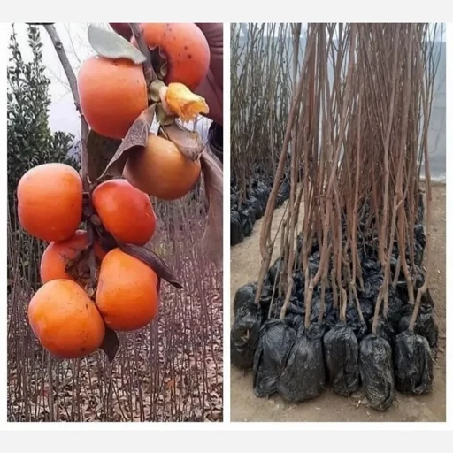 خرید و قیمت نهال خرمالو + فروش صادراتی