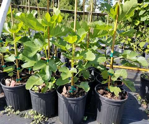 قیمت با کیفیت ارزان نهال انجیر + خرید عمده