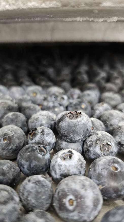 تصویر 2 از فروش عمده بلوبری جامبو صادراتی + ارگانیک و بدون نیترات
