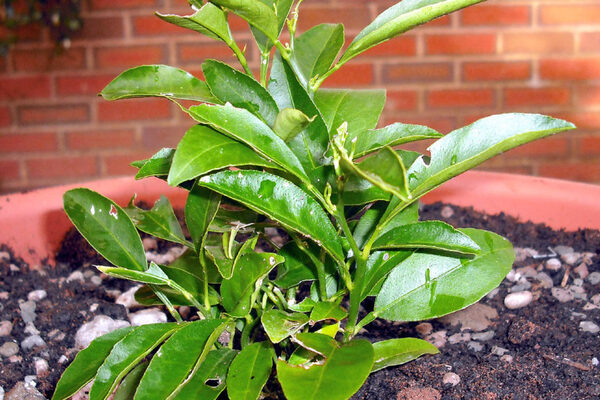 تصویر 1 از قیمت خرید نهال نارنج با فروش عمده